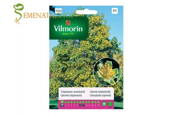 Семена на Лирово Дърво (Liriodendron tulipifera)