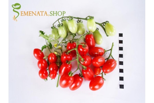 Семена на домати Аля ИЗК Марица - чери с приятен вкус и висок добив Семена на домати Аля ИЗК Марица - чери с приятен вкус и висок добив