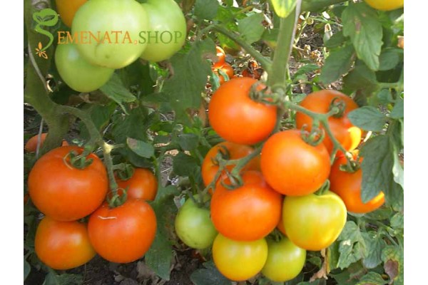 Семена на домати Пловдивска Каротина - вкусен оранжев домат с високо съдържание на каротин и витамин С Семена на домати Пловдивска Каротина - вкусен оранжев домат с високо съдържание на каротин и витамин С