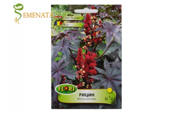 Семена на Рицин (Ricinus communis) - растение срещу къртици Семена на Рицин (Ricinus communis) - растение срещу къртици