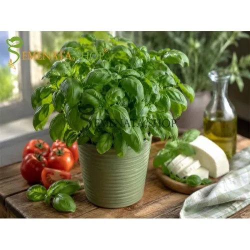 Семена на босилек за саксия и двор - Ocimum basilicum