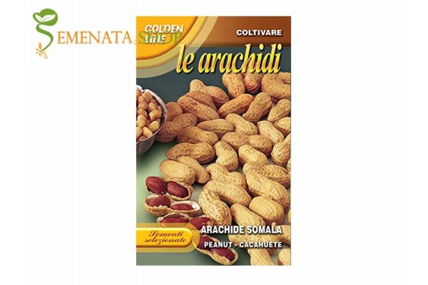 Семена от фъстъци - вкусен сорт от Франчи (Franchi)